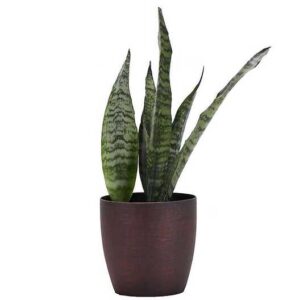 Snake Plant bright light