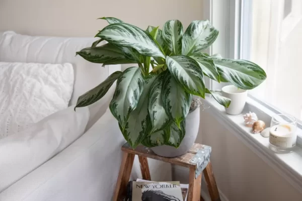 Chinese Evergreen Low Light 1