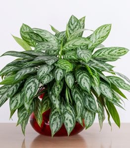 Chinese Evergreen Low Light