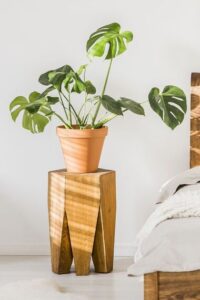 monstera deliciosa medium light