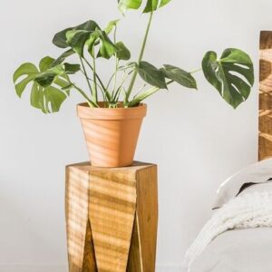 monstera deliciosa medium light