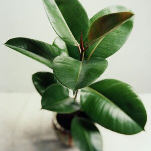 rubber plant medium light