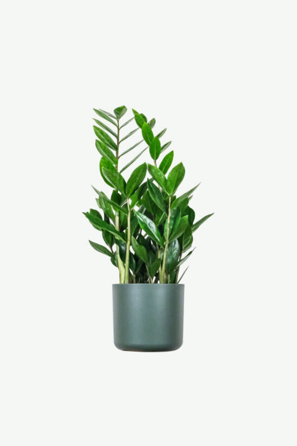 zz plant