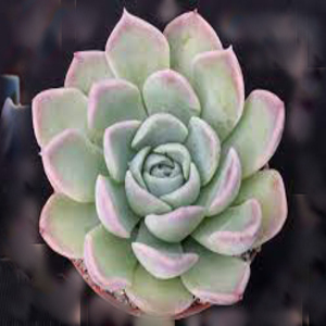 Echeveria Big Blue