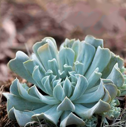 Echeveria runyoni