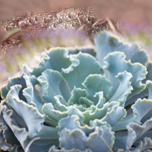 Echeveria Shaviana