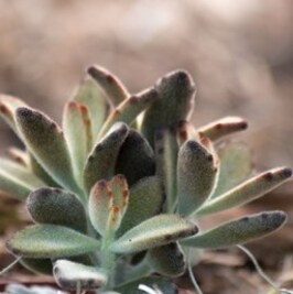 Kalanchoe Chocolate Soldier