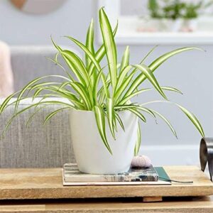 spider plant bright light