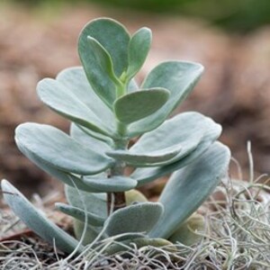 Kalanchoe Faranicae